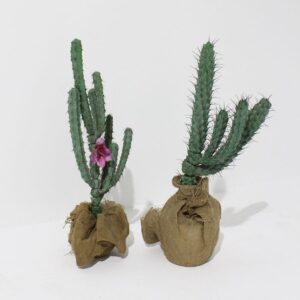 Medium Cactus-0