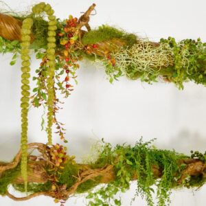 Jungle Vine - Liana Branch