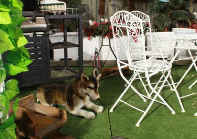 Back Yard Theme - Sydney Prop Specialists