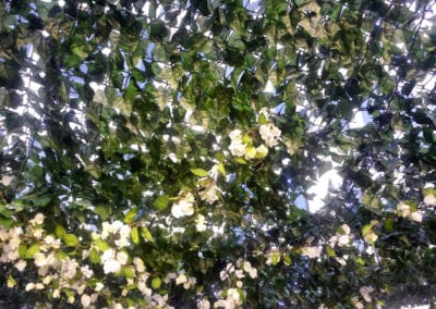 Garden Party Theme - Sydney Prop Specialists