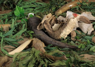 Safari Theme - Sydney Prop Specialists